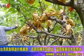 台湾凤梨释迦价格暴跌农民心急如焚，蓝营喊重启大陆市场视频封面