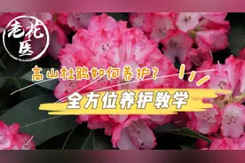 老花医竟然养不了高山杜鹃？高山杜鹃如何养护？全方位养护教学视频封面