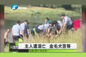 河南郑州：主人不幸溺亡，忠犬金毛河边苦等后续：已被好心人收养视频封面