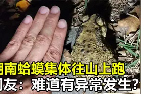 湖南蛤蟆集体往山上跑，田螺四处搬家，网友：难道有异常要发生？视频封面
