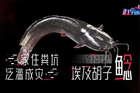 活在粪坑里的鱼有多脏？体型长到十几斤，泛滥成灾，却无人敢吃视频封面