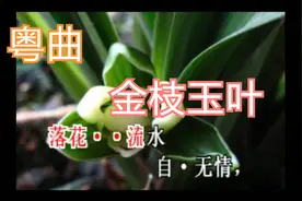 粤曲《金枝玉叶》声情并茂令人联想翩翩视频封面