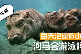 在水里浮不起来的河马，是怎么“游泳”的？视频封面