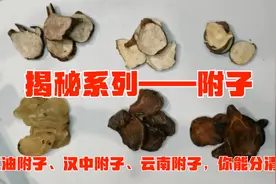 揭秘系列——附子：江油附子、汉中附子、云南附子，你能分清楚吗
