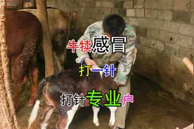 冬天到了，牛犊容易感冒发烧，今天发现一头感冒赶紧打一针视频封面