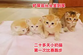 四胞胎小奶猫比赛跑步，个个都是搞笑担当，萌化铲屎官，太治愈了视频封面