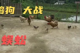 小伙把一条蜈蚣扔进鸡群，没想到鸡是这种反应，是你想要的结局吗视频封面