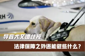导盲犬又遭歧视，法律保障之外还能做些什么？视频封面