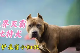 重新认识一下犬界灭霸，了解真实的比特犬到底是什么样的视频封面