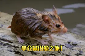 小仓鼠的治愈之旅！太可爱了！视频封面
