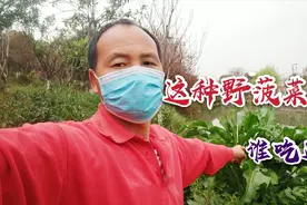 农村这种野菠菜，据说它的根是“猪痢疾”特效药，那么它的叶子？视频封面