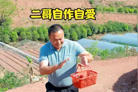 二哥为了两个草莓跟二嫂吵架;结果自作自受;不得不当耙耳朵来哄好视频封面