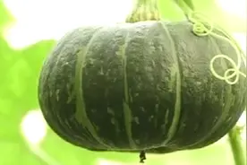 稻花：订单农业这种方式，让种出来的菜不愁销路，不惧价格波动视频封面