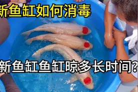 新鱼缸的消毒？最全鱼缸养锦鲤的经验，全面解析如何养好锦鲤鱼！视频封面
