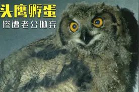 猫头鹰艰难的孵蛋过程，被监控拍破防了，当妈的真的太难了视频封面