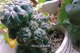 二月养“仙人球”，做好一动作，爆出“一堆崽”，养成群生小老桩视频封面