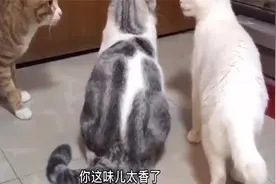 搞笑视频：哥们你这什么味儿啊，咋的了，对呀这是啥味儿啊，咋的视频封面