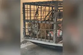 黑龙江进村东北虎已苏醒 在笼中凶猛咆哮声势吓人视频封面
