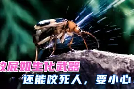 臭屁虫放屁如生化武器，威力惊人，还能咬死人，打稻谷时要小心！