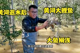 黄河退水后大鲤鱼乱蹦，小伙徒手连逮3条，最少15斤，真过瘾了视频封面