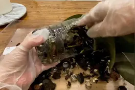 蝴蝶兰换盆，尝试高锰酸钾除虫（编号22），喝茶的蝴蝶兰继续视频封面