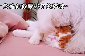 一只被狗狗爱惨的猫咪，每天被狗按在地上狂亲，就连主人也管不了视频封面
