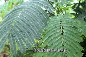 抗风湿强筋骨药   3、狗脊视频封面