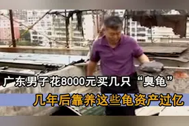 广东男子养1600只乌龟，竟然价值1个亿？这是怎么回事呢视频封面