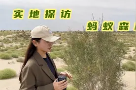 蚂蚁森林在现实中是啥样？实地走访62号梭梭林，这里有你种的树吗视频封面