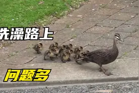 搞笑配音：不识数的鸭妈妈带着宝宝去洗澡，路上爆笑回答宝宝问题视频封面