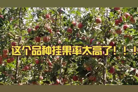 15元/斤的早熟苹果“红思尼克”，为何独领市场，专家说出大实话视频封面