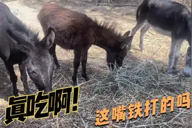 带刺的黑枸杞树毛驴真吃吗？妹子特意跑去驴棚验证，真不怕扎嘴？视频封面