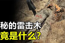 神秘的“雷击木”究竟是什么？真的有什么特殊用途？视频封面