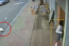 女主人与大公鹅结下深仇大恨，每天被疯狂偷袭追咬，原因引人爆笑视频封面