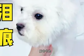 怎样清洁狗狗耳朵，才不会刺激泪痕出现？铲屎官详细的教程来了视频封面