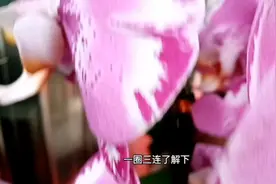 室内不适合养“蝴蝶兰”？真不是瞎说，而是事实，难怪总养不好