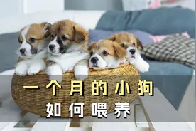 一分钟带你了解，一个月的小奶狗到底怎么喂养！视频封面