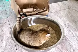花30块买个大号不锈钢盆当猫砂盆，猫一脸兴奋的试用，效果真不错视频封面