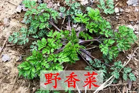 野香菜吃过吗？活了30年，我也是第一次见，它的好处真不少视频封面