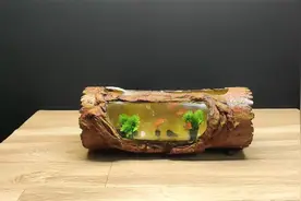 用PVC管制作一个小鱼缸，方法简单易操作成本也不高，放桌面刚好视频封面