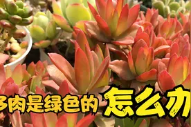 多肉是绿色的怎么办？两种方法快速上色，让绿色多肉完美逆袭视频封面