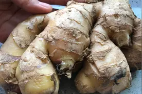 挑选生姜有诀窍：30年的老摊贩说漏嘴，一招辨别硫磺姜，太实用视频封面