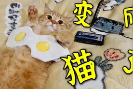 人猫灵魂互换，我变成橘猫了！视频封面