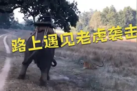 男子骑在大象背上外出，谁料路上遇见老虎袭击，镜头拍下全过程！视频封面