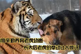 母狗辛勤养育老虎幼崽，长大后，老虎的举动却让人惊讶视频封面
