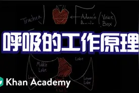 原来是这样！人体呼吸系统工作原理，超详细科普视频封面