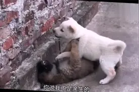 搞笑配音：小黑，刚才是不是你骂我了没有真没有，我让你动了吗？视频封面