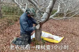 甘肃老农民专治苹果树腐烂病，独家小妙招，高产没问题视频封面