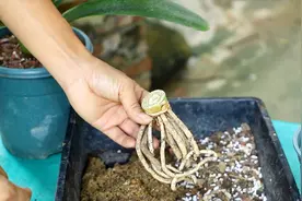 “砍头”后的君子兰，半年不长芽，原来是要这样做视频封面