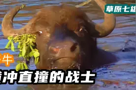 草原七雄之横冲直撞的战士：野牛！皮糙肉厚，能打能抗！视频封面